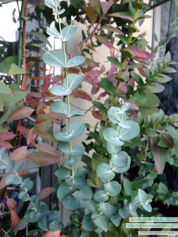 ユーカリの薫るベランダで ユーカリ グニー Eucalyptus Gunnii Ssp Gunnii の関連記事